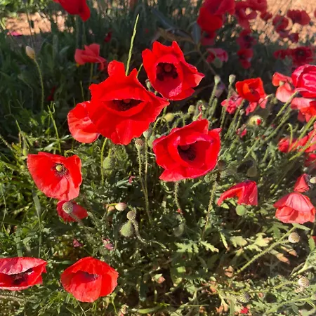 Masseria Causio