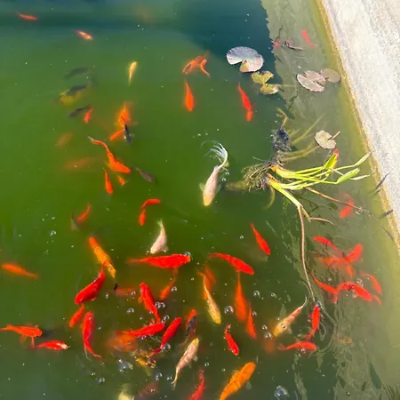 팜스테이 Masseria Causio 기우르디냐노