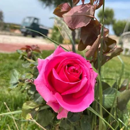 Masseria Causio 팜스테이 기우르디냐노